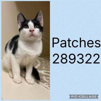 PATCHES -  Domestic Short Hair Cat for Adoption in Macon, Georgia - PATCHES | PetCurious