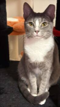 Domestic Short Hair Cats Available for Adoption - Lucy | PetCurious