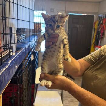 Bonnie -  Domestic Short Hair Cat for Adoption in Hinesville, Georgia - Bonnie | PetCurious
