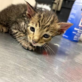 Domestic Short Hair Cats Available for Adoption in Yuma, Arizona - David Bowie | PetCurious