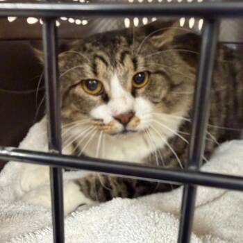 Domestic Short Hair Cats Available for Adoption in Champaign, Illinois - Tommy | PetCurious