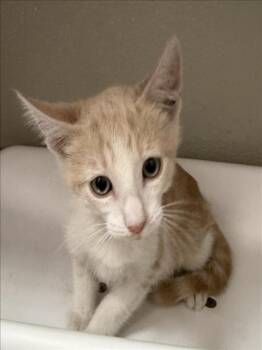LARRY -  Domestic Short Hair Cat for Adoption in Tracy, California - LARRY | PetCurious