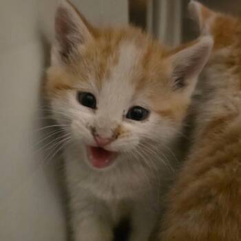 Domestic Short Hair Cats Available for Adoption in Council Bluffs, Iowa - Alfred | PetCurious