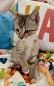 Haaland (pre adopt) -  Domestic Short Hair Cat for Adoption in Fort Worth, Texas - Haaland (pre Adopt) | PetCurious