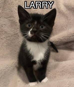 Tuxedo and American Shorthair Cats Available for Adoption in Billerica, Massachusetts - Larry | PetCurious
