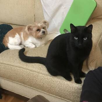 Domestic Short Hair Cats Available for Adoption - Mr. Pinky | PetCurious