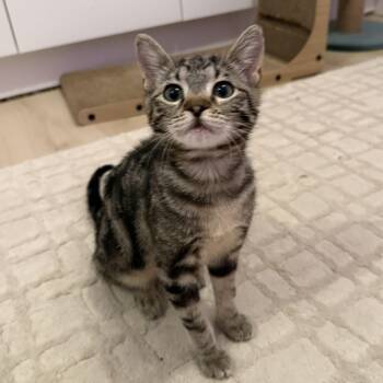 Domestic Short Hair Cats Available for Adoption in Renton, Washington - Rozy | PetCurious
