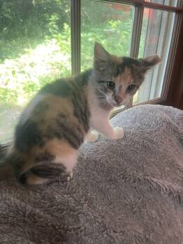 KitKat -  Calico Cat for Adoption in Chattanooga, Tennessee - KitKat | PetCurious