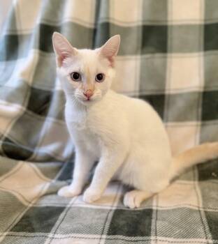 Achilles -  Domestic Short Hair and Siamese Cat for Adoption in Greensboro, North Carolina - Achilles | PetCurious