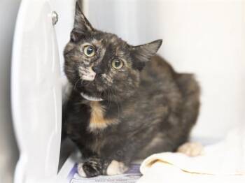 NUTMEG -  Domestic Short Hair Cat for Adoption in Phoenix, Arizona - NUTMEG | PetCurious