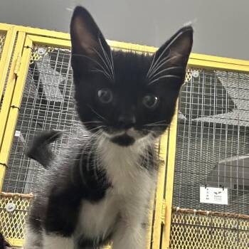 Anubiss JR -  Domestic Short Hair Cat Available for Adoption in Guaynabo, Guaynabo - Anubiss JR | PetCurious