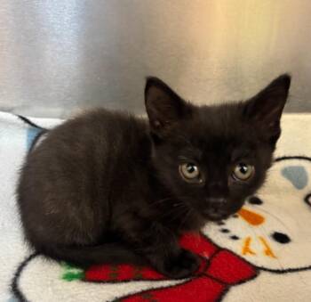 Luca -  Domestic Short Hair Cat for Adoption in Liverpool, New York - Luca | PetCurious