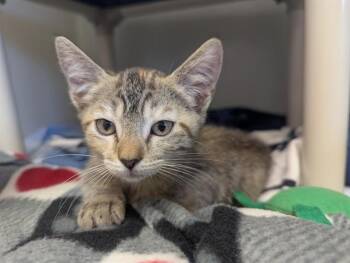 Domestic Short Hair Cats Available for Adoption in Salinas, California - SHIRLEY | PetCurious