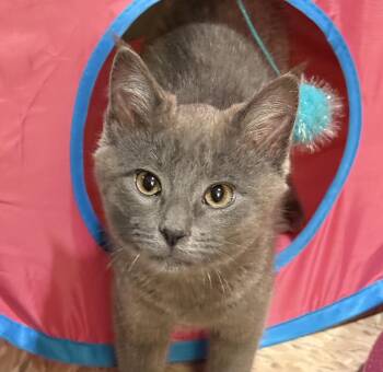 Cinder -  Domestic Short Hair Cat for Adoption in New Berlin, Wisconsin - Cinder | PetCurious