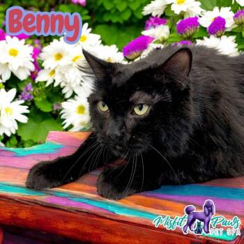 Rescue Domestic Short Hair Cats for Adoption in Manchester, Connecticut - Benny | PetCurious