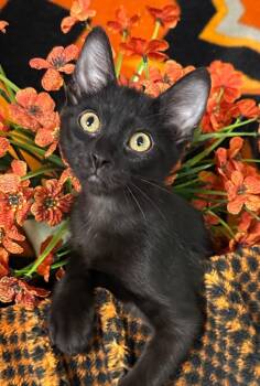 5/13/26 Naruto -  Domestic Short Hair Cat for Adoption in Stillwater, Oklahoma - 5/13/26 Naruto | PetCurious