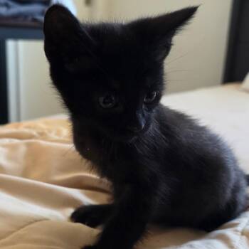 American Shorthair Cats Available for Adoption in Calimesa, California - Ebony | PetCurious