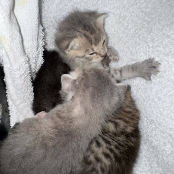 Tarot -  Domestic Short Hair Cat for Adoption in Williston, Florida - Tarot | PetCurious