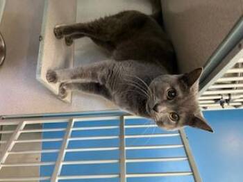 Rescue Domestic Short Hair Cats for Adoption in Berryville, Virginia - River & Cedar (Bonded Pair) | PetCurious