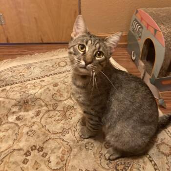 Amigo -  Domestic Short Hair Cat for Adoption in Bismarck, North Dakota - Amigo | PetCurious