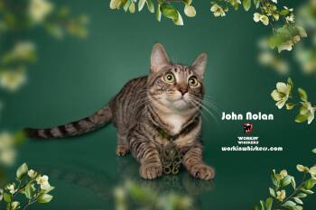 Rescue Domestic Short Hair and Egyptian Mau Cats for Adoption in Hemet, California - JOHN NOLAN | PetCurious