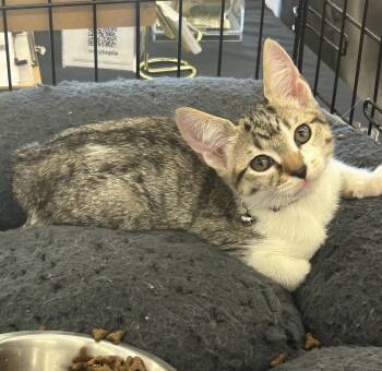 Rescue Domestic Short Hair and Siamese Cats for Adoption in Pacifica, California - Opalite | PetCurious