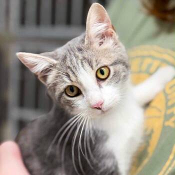 Andy -  Domestic Medium Hair Cat for Adoption in Falls Church, Virginia - Andy | PetCurious