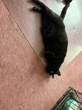 Luna -  Domestic Short Hair Cat for Adoption - Luna | PetCurious