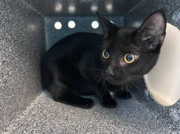 Your Majesty -  Domestic Short Hair Cat for Adoption in New York, New York - Your Majesty | PetCurious