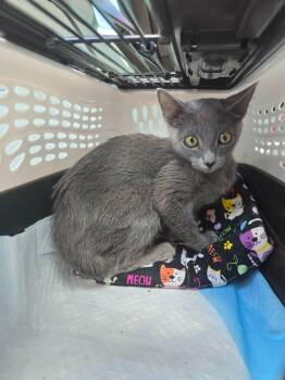 Cody / Gray Lady -  Russian Blue Cat for Adoption in New Braunfels, Texas - Cody / Gray Lady | PetCurious