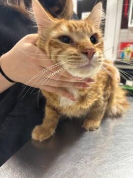 Domestic Short Hair Cats Available for Adoption - Goldfish | PetCurious