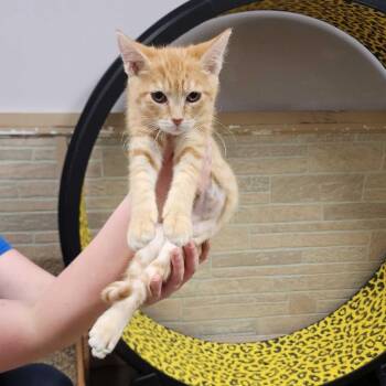 Title -  Domestic Short Hair Cat for Adoption in Davenport, Iowa - Title | PetCurious