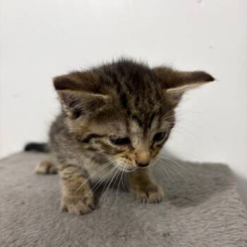 Domestic Short Hair Cats Available for Adoption in Hattiesburg, Mississippi - Geraldine | PetCurious
