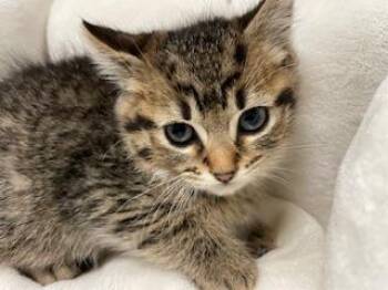 Reeces -  Tabby Cat for Adoption in Parlier, California - Reeces | PetCurious