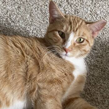 Rescue Domestic Short Hair Cats for Adoption in Tulsa, Oklahoma - Cheri | PetCurious