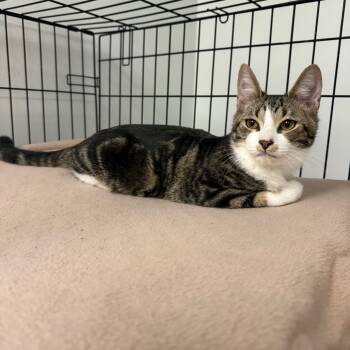 Rescue Domestic Short Hair Cats for Adoption in Houston, Texas - Dameon | PetCurious