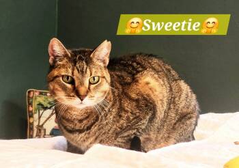 Rescue Tabby Cats for Adoption in Plantation, Florida - Sweetie | PetCurious