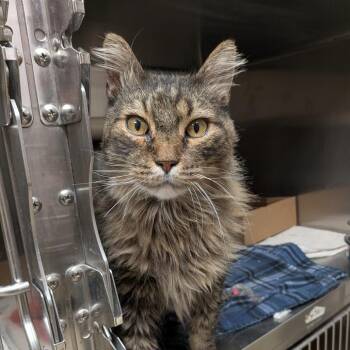 Bruce -  Domestic Long Hair Cat for Adoption in Milan, Illinois - Bruce | PetCurious