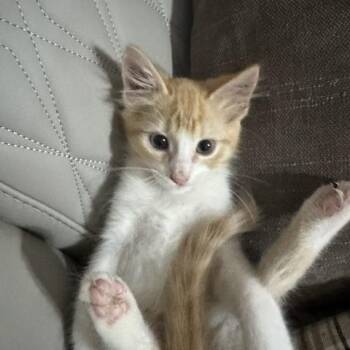 Ravioli -  Domestic Short Hair Cat for Adoption in Houston, Texas - Ravioli | PetCurious