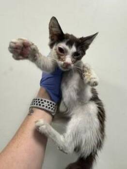 NOKEY -  Domestic Short Hair Cat for Adoption in Doral, Florida - NOKEY | PetCurious