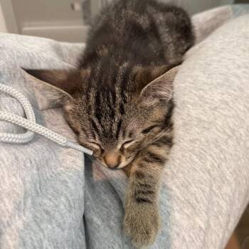 Domestic Short Hair Cats Available for Adoption in Pleasant Hill, California - A1046548 Misa | PetCurious