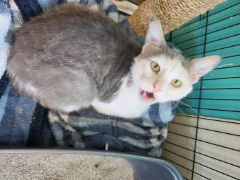 Cash App -  Domestic Short Hair Cat for Adoption in Brookings, South Dakota - Cash App | PetCurious