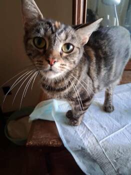 Rescue Tabby and Torbie Cats for Adoption in Inez, Kentucky - Isabella | PetCurious