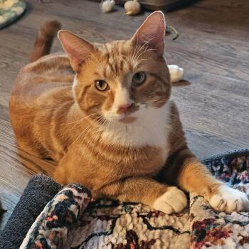 Morris -  Domestic Short Hair Cat for Adoption in Toledo, Ohio - Morris | PetCurious