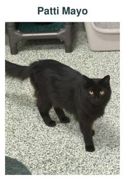 Patti Mayo -  Domestic Long Hair Cat for Adoption in Richland Center, Wisconsin - Patti Mayo | PetCurious