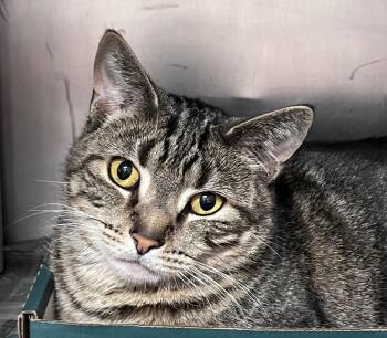 Domestic Short Hair Cats Available for Adoption in Cincinnati, Ohio - Tom | PetCurious