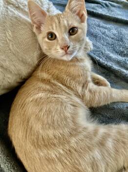 Rescue Domestic Short Hair Cats for Adoption in NEW PT RICHEY, Florida - Garth | PetCurious