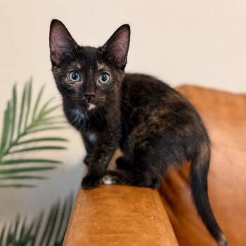 Selena Song -  Tortoiseshell and Domestic Short Hair Cat for Adoption in Friendswood, Texas - Selena Song | PetCurious