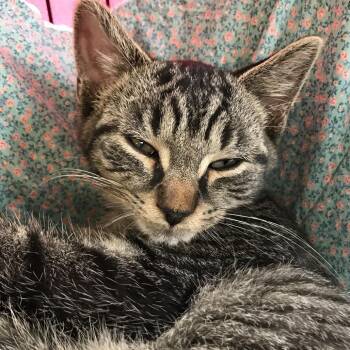 Milo -  Domestic Medium Hair Cat for Adoption in Harrisonburg, Virginia - Milo | PetCurious