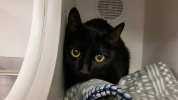 JEZABEL -  Domestic Short Hair Cat for Adoption in Camarillo, California - JEZABEL | PetCurious